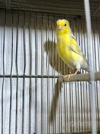 Canarine occhi rossi