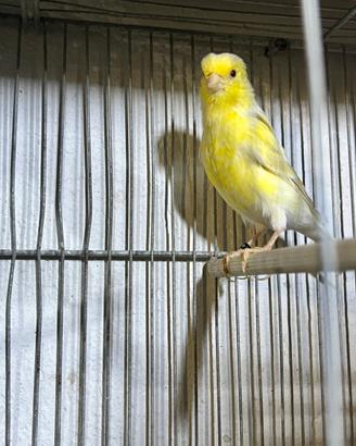Canarine occhi rossi
