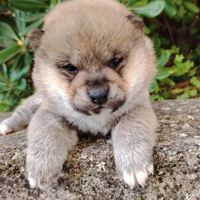 Cinema prima visione shiba Inu