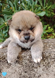 Cinema prima visione shiba Inu