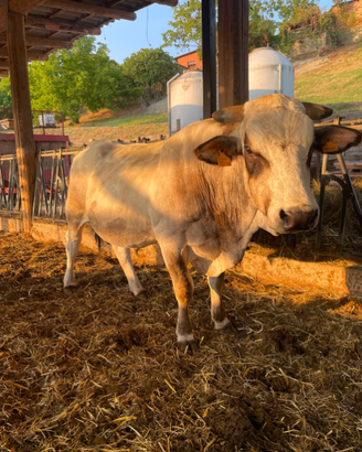 Toro piemontese da riproduzione