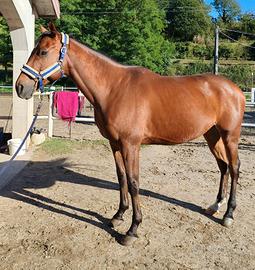 Cavallo