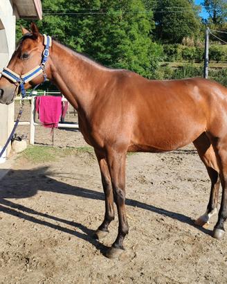 Cavallo
