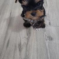 Yorkshire terrier piccola femminuccia dolcissima