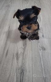 Yorkshire terrier piccola femminuccia dolcissima