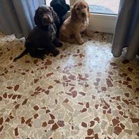 Cuccioli di cocker spaniel inglese