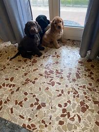 Cuccioli di cocker spaniel inglese