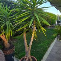 2 piante tronco della felicita' yucca
