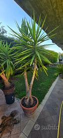 2 piante tronco della felicita' yucca