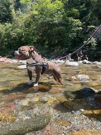 American bully pocket