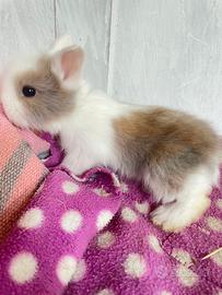 Conigli nani d'Angora