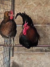 Coppia cornute di Caltanissetta