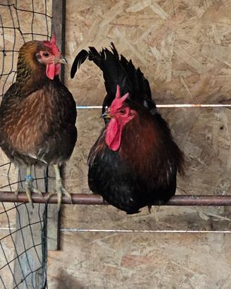 Coppia cornute di Caltanissetta