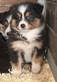 Cuccioli pastore australiano