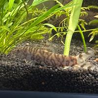 2 Pesce bothia lohachata