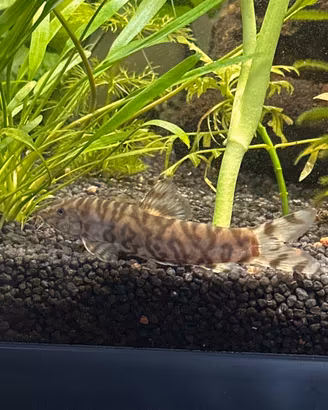 2 Pesce bothia lohachata