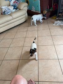 Jack Russel