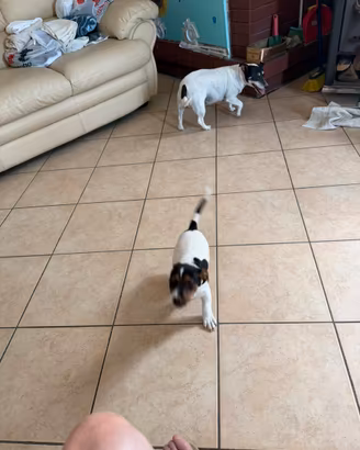 Jack Russel