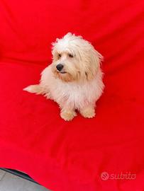 Maltipoo maschio 5 mesi