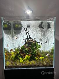 acqua osmotica per acquario e piante