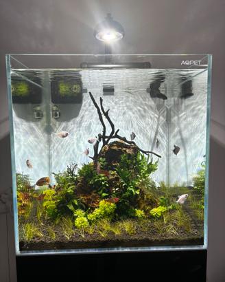 acqua osmotica per acquario e piante