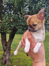 Cuccioli Chihuahua mini toy da borsetta