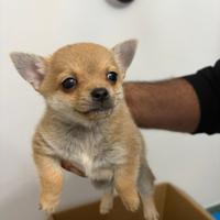 Chihuahua