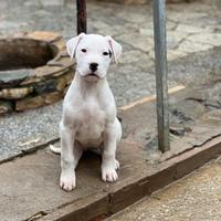 Cucciola Dogo Argentino