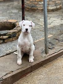 Cucciola Dogo Argentino