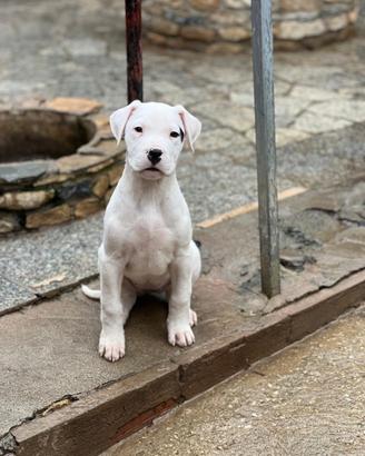 Cucciola Dogo Argentino