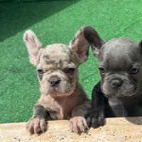 Bulldog francese