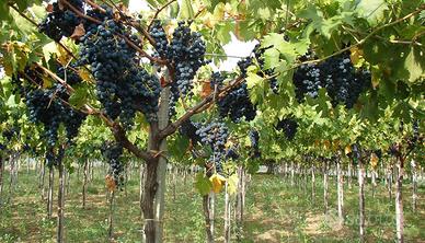 VIGNETO - Zona Prov. di Chieti