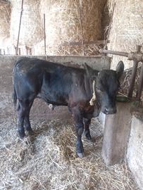 Vitello limosina 3mesi