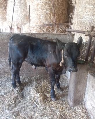 Vitello limosina 3mesi