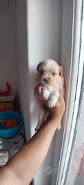 Maltipoo mini toy