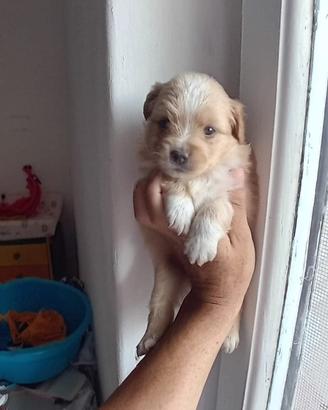 Maltipoo mini toy
