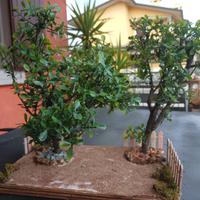 Bonsai -Orto degli ulivi