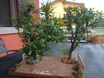 Bonsai -Orto degli ulivi