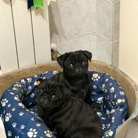 Cuccioli di Carlino Neri