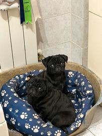 Cuccioli di Carlino Neri