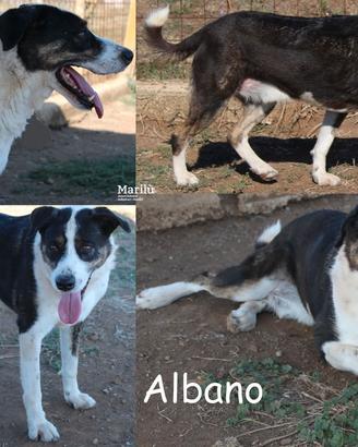 Albano, taglia media, vivace ed affettuoso