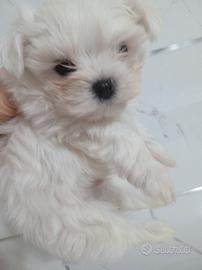 Mini cuccioli maltese