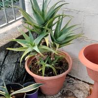 Aloe arborescens