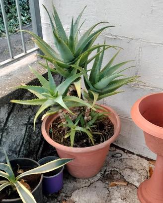 Aloe arborescens