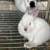 Coniglietti Monserrato