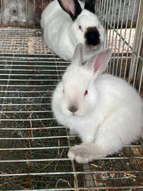 Coniglietti Monserrato