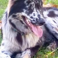 Cuccioli cane da pastore apuano®