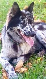 Cuccioli cane da pastore apuano®