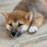 Shiba Inu