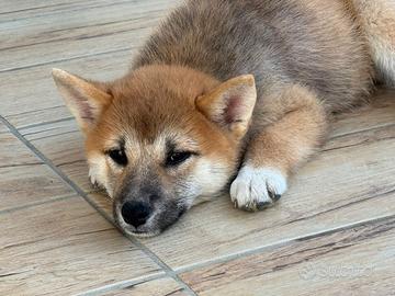 Shiba Inu